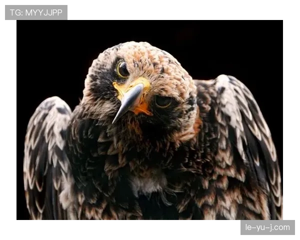 印尼队加鲁达鹰近期表现稳健，竞争力持续提升